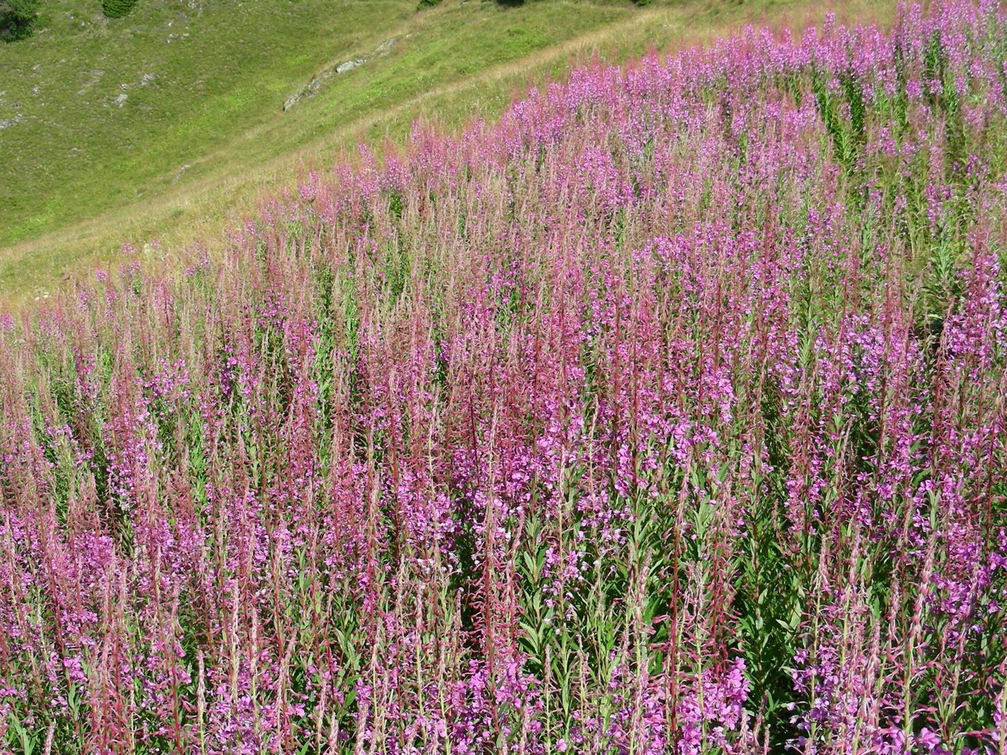 Villetta Val Di Sole Commezzadura Dış mekan fotoğraf